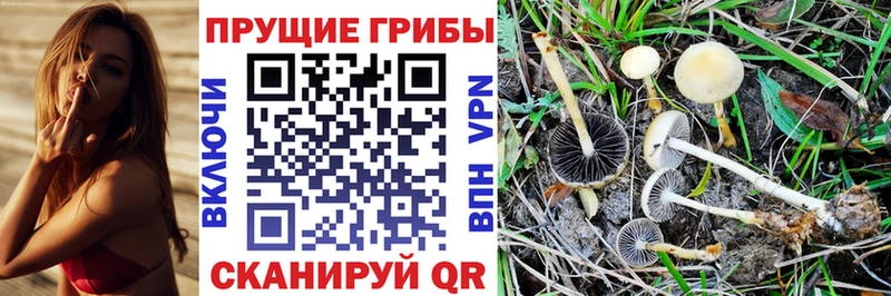 Купить  Новосокольники  Галлюциногенные грибы GOLDEN TEACHER 